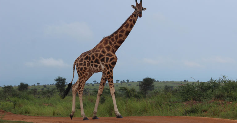 12 days uganda safari