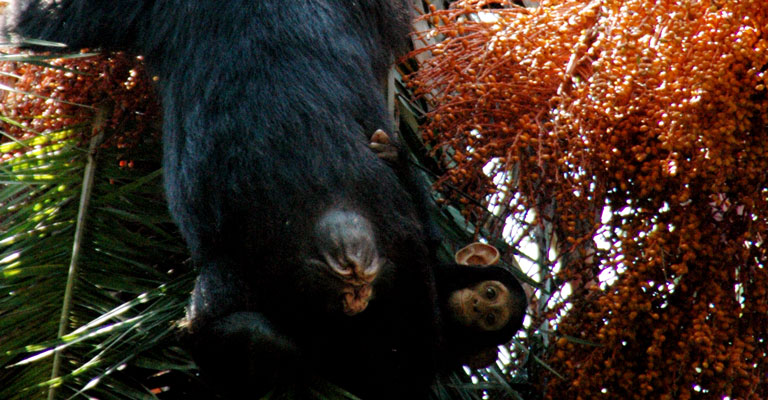 3 days Chimpanzee tracking