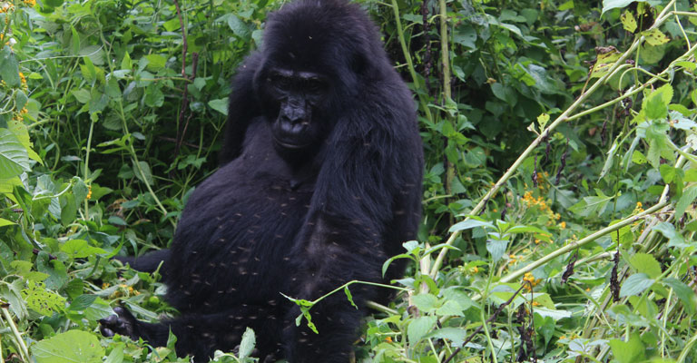 3 days Gorilla tracking