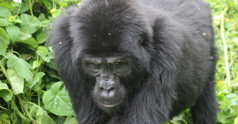 5 days Gorilla tracking